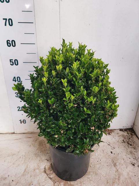 <h4>EUONYMUS JA GR SPIRE</h4>