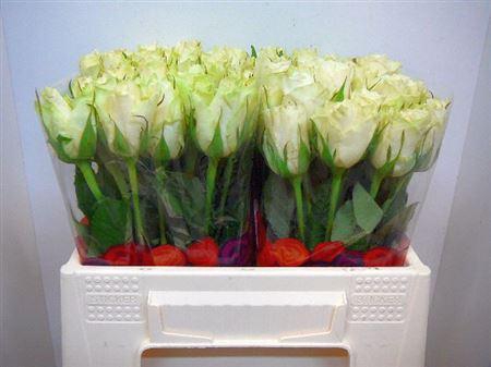 <h4>R Gr Athena</h4>