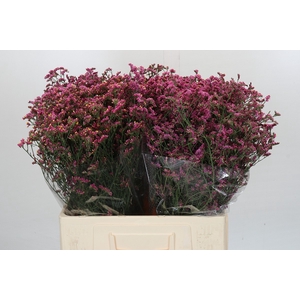 Limonium China Red