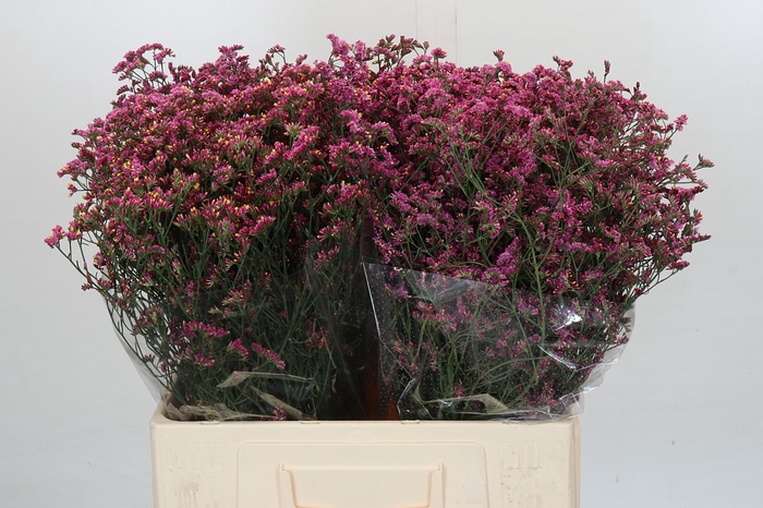 Limonium China Red