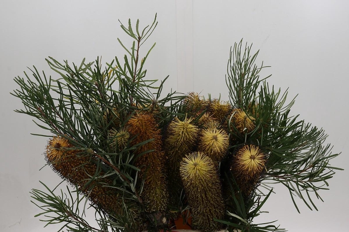 <h4>Banksia Spinulosa</h4>