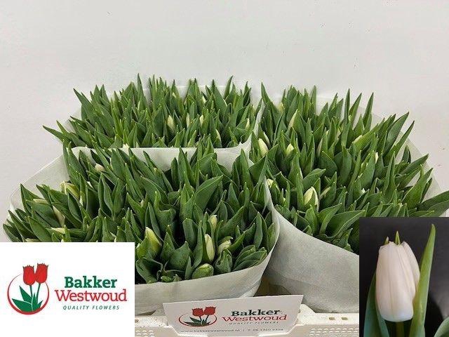 <h4>TU EN UPDATE</h4>