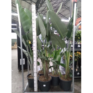 Strelitzia nicolai