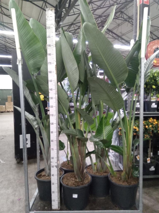 <h4>Strelitzia nicolai</h4>