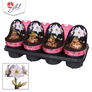 Amaryllis Picotee