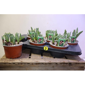 arr8 Tul Ov Dubbel Light Pink