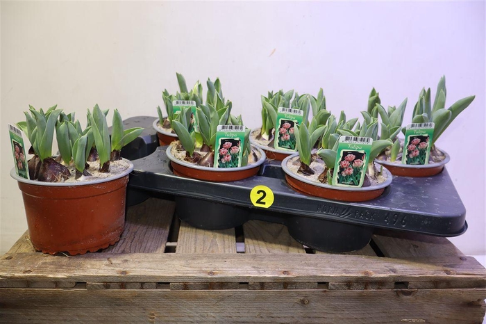 <h4>arr8 Tul Ov Dubbel Light Pink</h4>