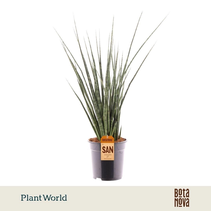 <h4>Sansevieria Digitorum</h4>
