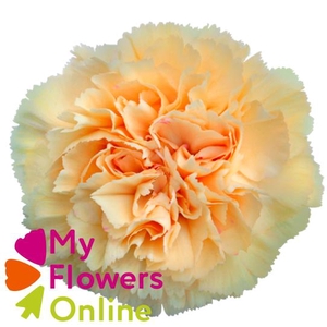 Di St Crimea Bicolor 70cm CO