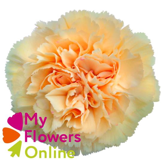 <h4>Di St Crimea Bicolor 70cm CO</h4>