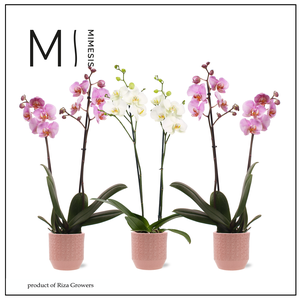 Phalaenopsis Charming Mix 2 spike - 12cm in Tala Pink | Mimesis