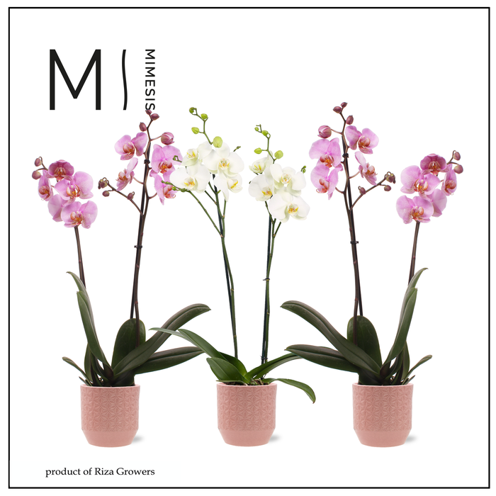 <h4>Phalaenopsis Charming Mix 2 spike - 12cm in Tala Pink | Mimesis</h4>