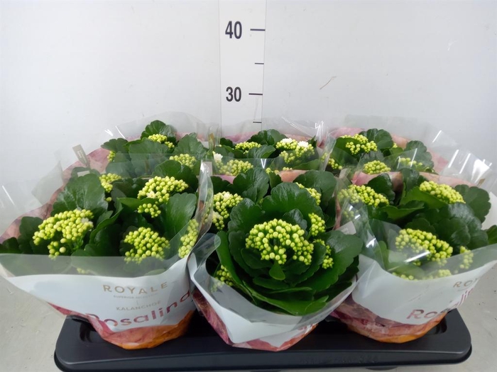 <h4>Kalanchoe blos. 'RosDon Dione'</h4>