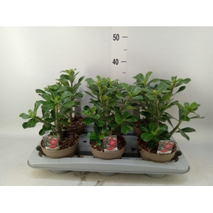 Adenium obesum 'Anouk'