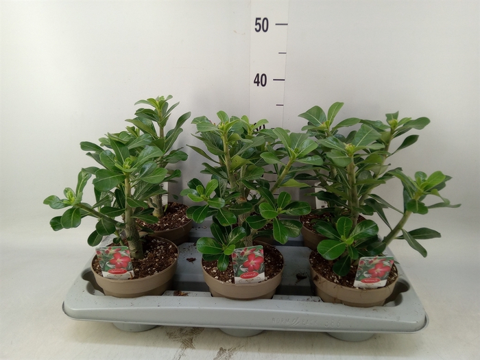 <h4>Adenium obesum 'Anouk'</h4>