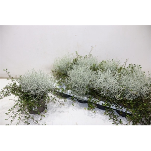 arr8 Leucoph Brownii + Muehlenbeckia