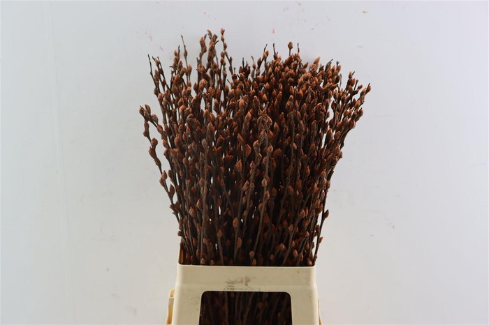 <h4>Salix Wilgenkatjes Choco 70cm Pst</h4>