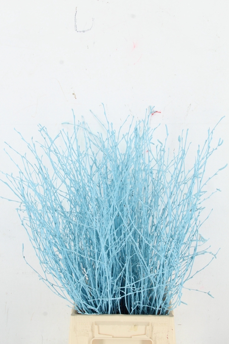 <h4>BETULA BS KLB H%</h4>