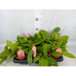 Hoya callistophylla 'KAL 16'