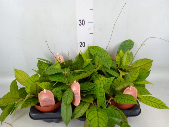 <h4>Hoya callistophylla 'KAL 16'</h4>