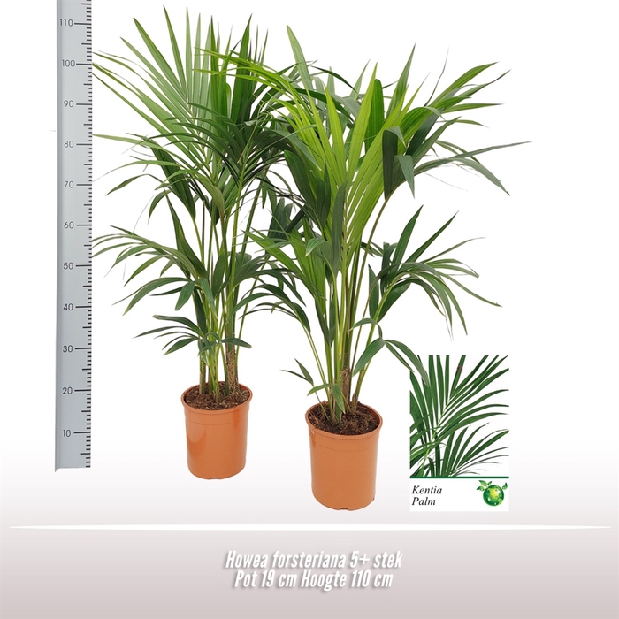 <h4>Howea forsteriana</h4>