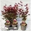 Acer Pa Atropurpureu