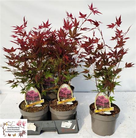 Acer Pa Atropurpureu