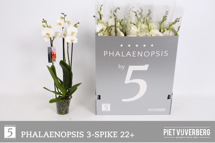 <h4>PHAL OV WIT</h4>