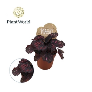Begonia rex Etna