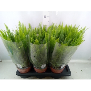 Nephrolepis exal. 'Green Lady'