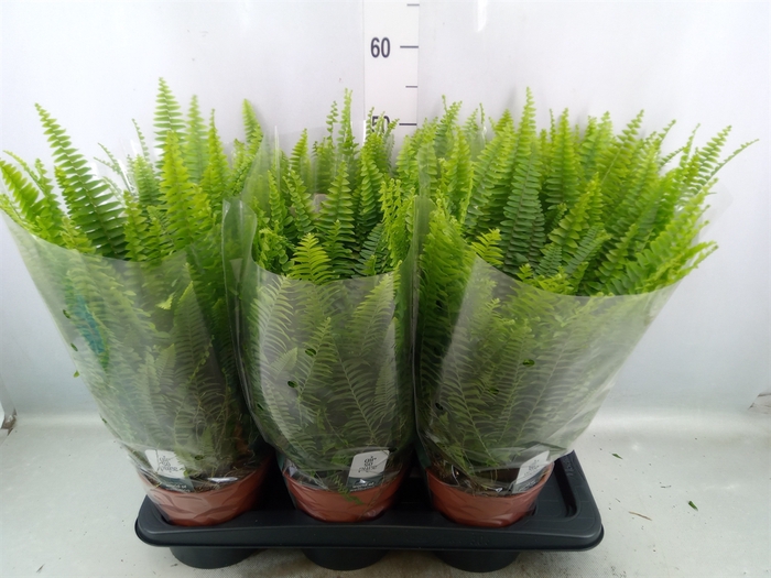 <h4>Nephrolepis exal. 'Green Lady'</h4>