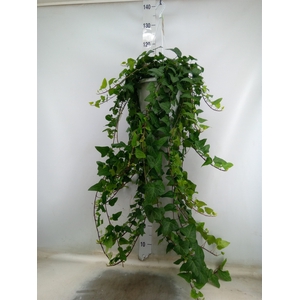 Hedera helix 'Mein Herz'