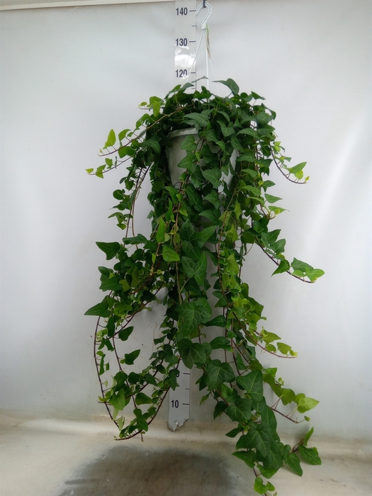 <h4>Hedera helix 'Mein Herz'</h4>