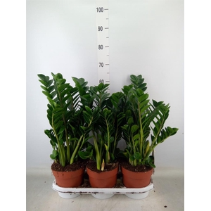 Zamioculcas zamiifolia 'Midori'