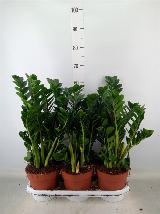 <h4>Zamioculcas zamiifolia 'Midori'</h4>