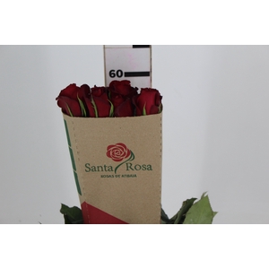ROSA SAMOURAI 060 CM ESTUFA