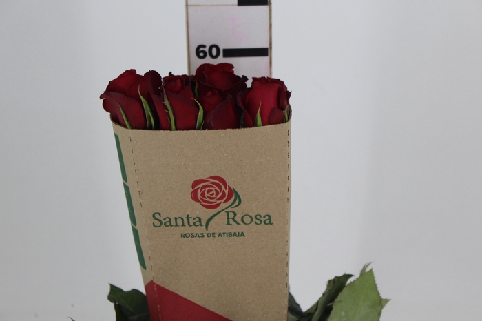 <h4>ROSA SAMOURAI 060 CM ESTUFA</h4>
