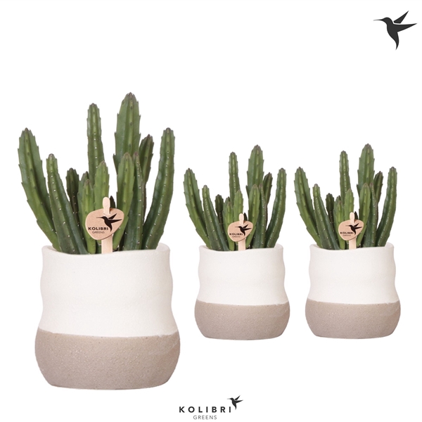 <h4>Kolibri Greens Stapelia Leendertziae in Imperfect Bag pot</h4>