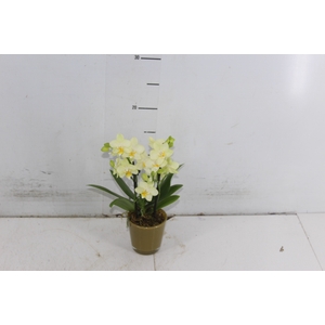 COQUETEL PLANTAS ORNAMENTAIS T2
