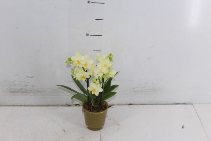 COQUETEL PLANTAS ORNAMENTAIS T2