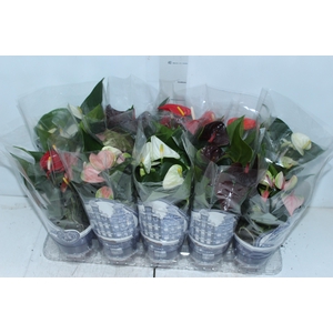 ANTHURIUM VARIADO P12