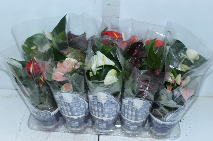 <h4>ANTHURIUM VARIADO P12</h4>