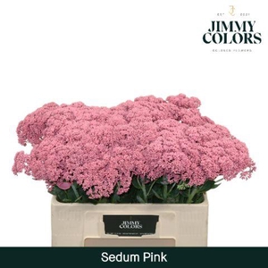 Sedum L55 Pink