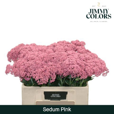 <h4>Sedum L55 Pink</h4>