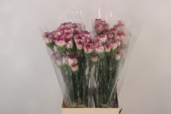 <h4>Di St Alicia</h4>