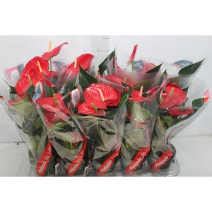 ANTHURIUM P12 VERMELHO