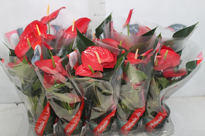 <h4>ANTHURIUM P12 VERMELHO</h4>