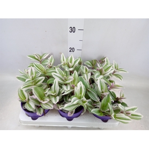 Tradescantia   ...