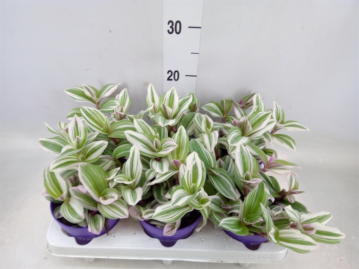 <h4>Tradescantia   ...</h4>