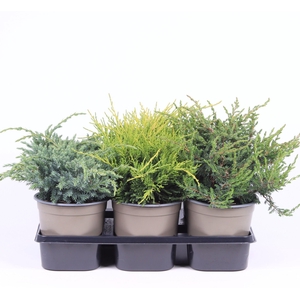 Juniperus gemengde bak